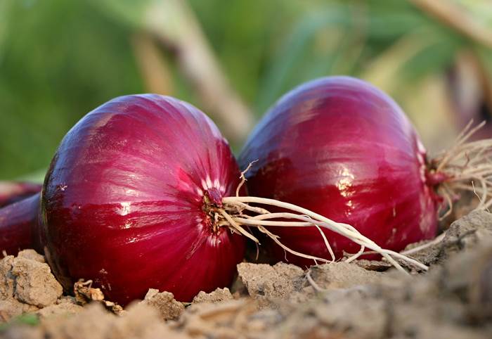 Kraken istand onion